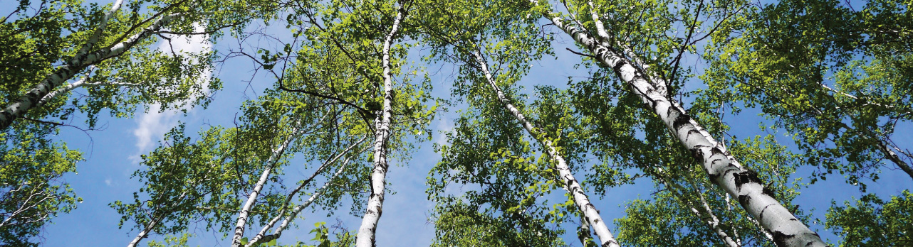 BirchTrees-BlueSky-Rates.jpg