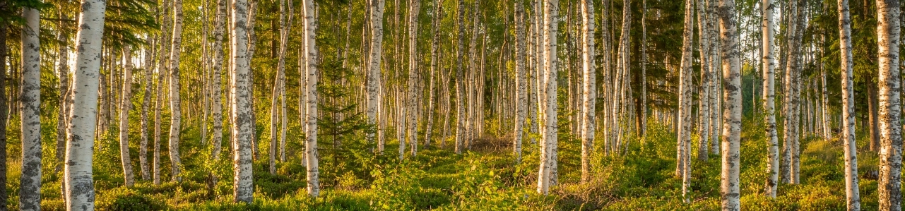 EestiNorthernbirch.jpg