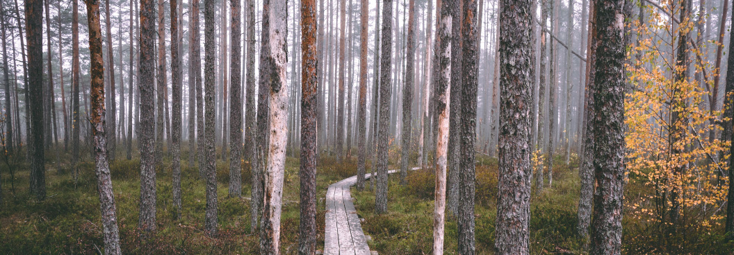 NorthernBirch-ScandForest.jpg