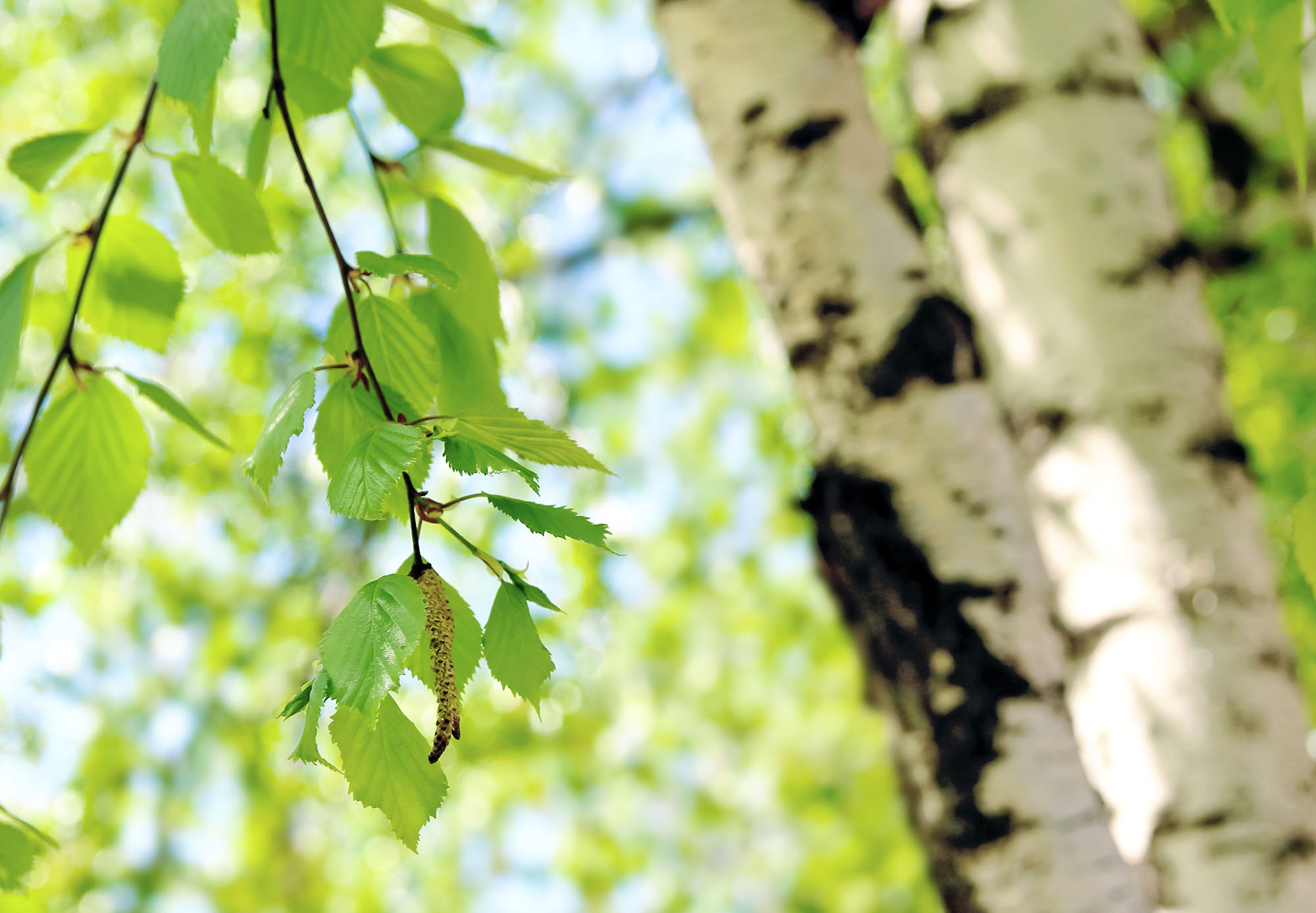 Birch tree in sunlight, reflecting the benefit of banking with Northern Birch Credit Union.