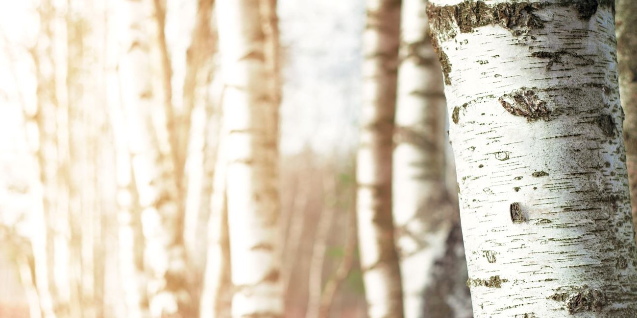 A picture of birch trees for Member Referral offer