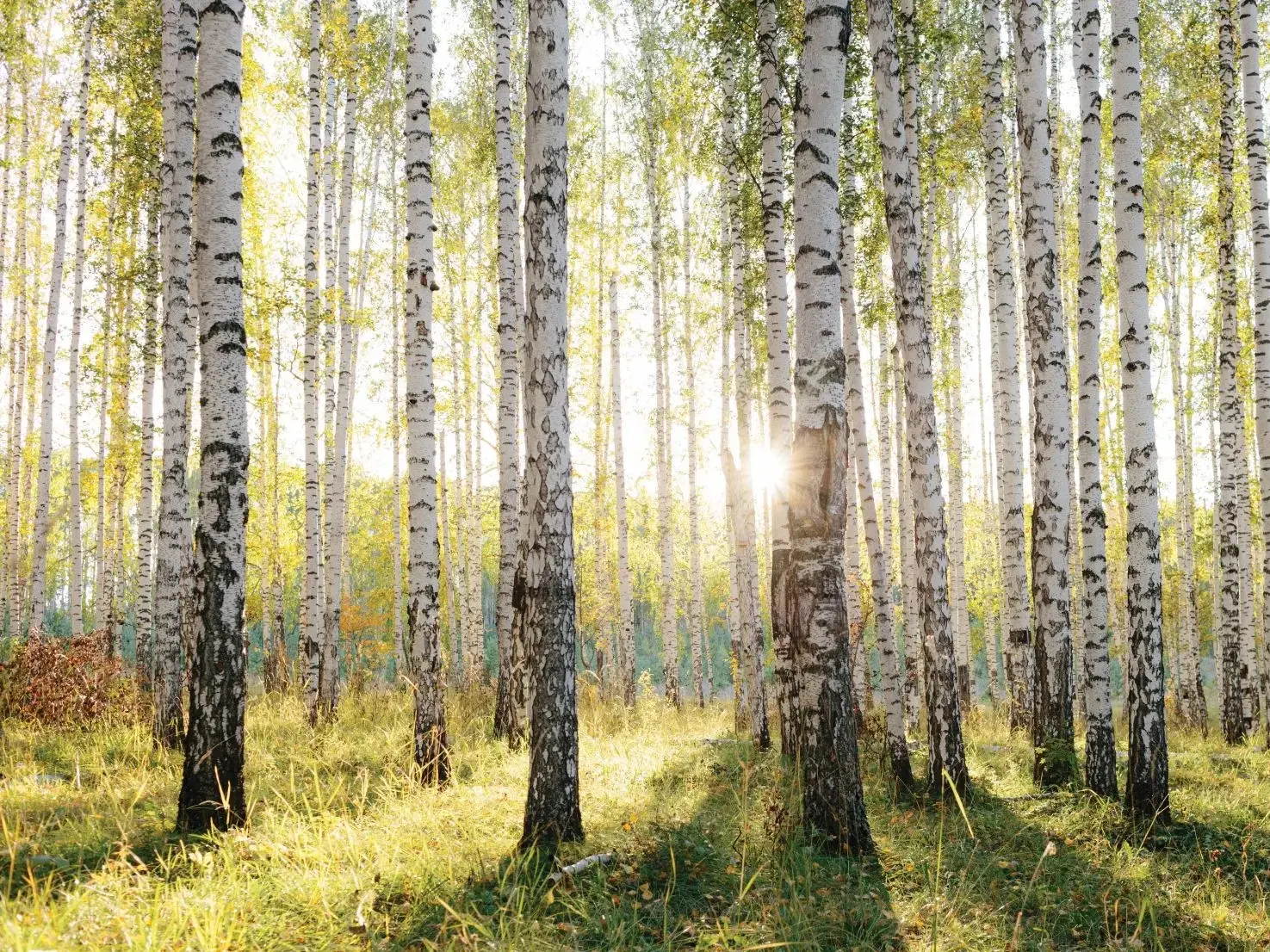 Sunrise in a birch tree forest