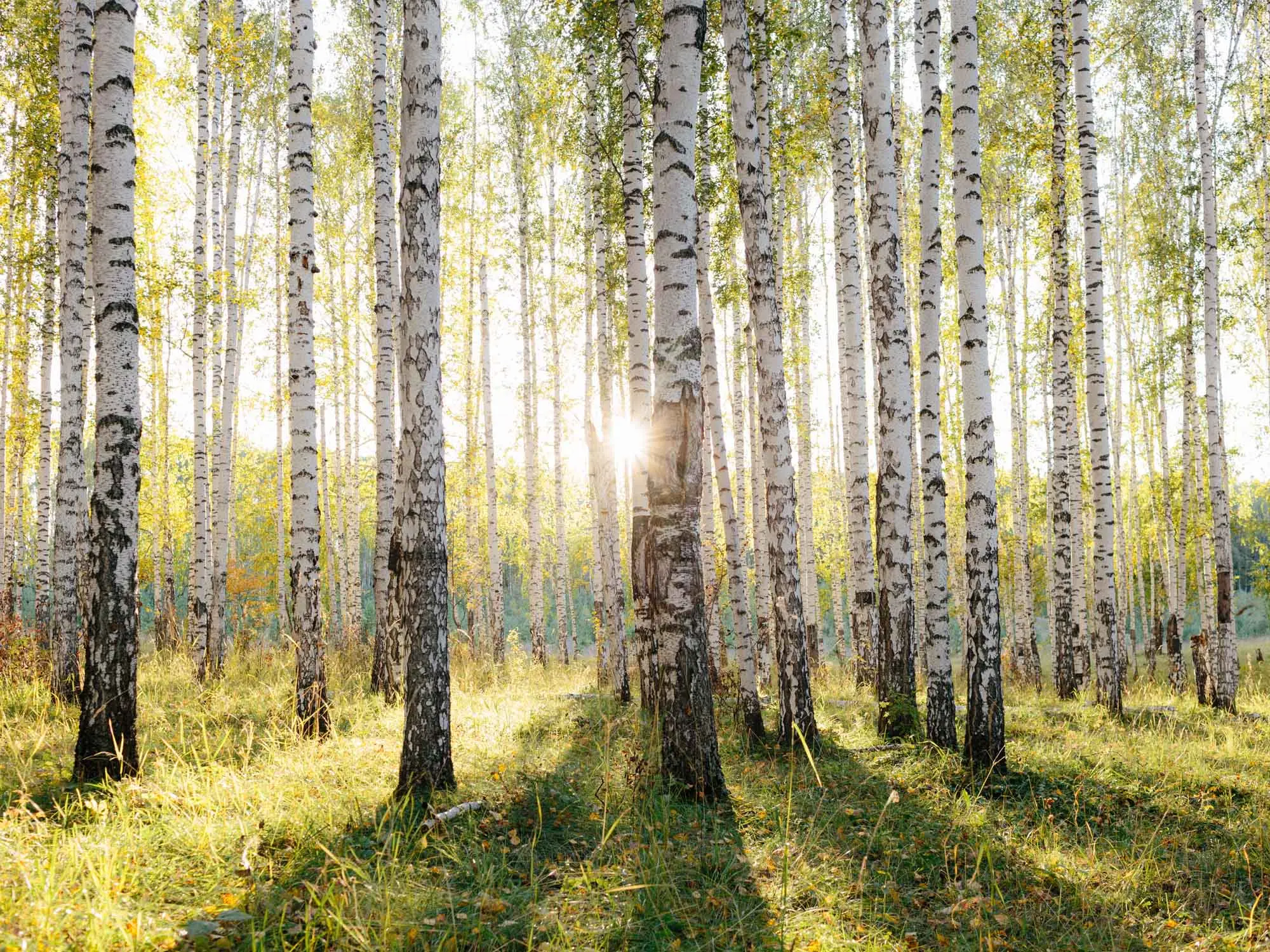 Birch trees in summer