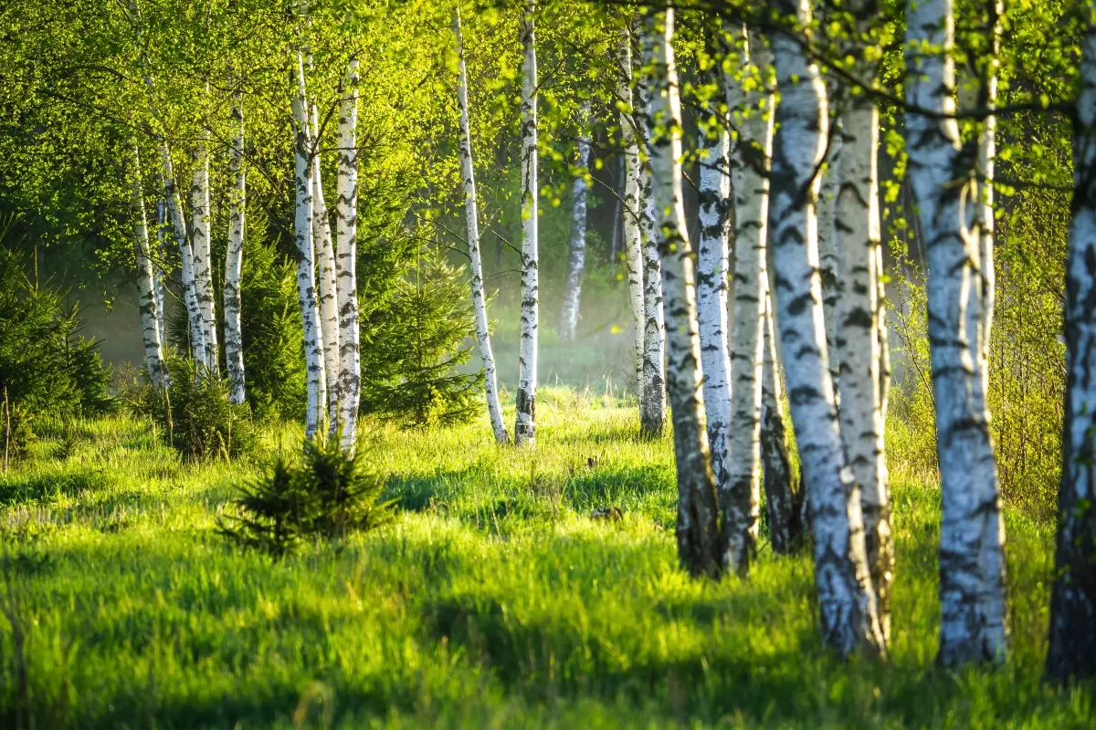 A photograph of birch trees in summer bloom
